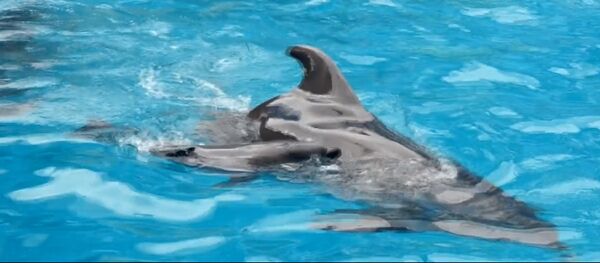 В одесском дельфинарии во время представления родился дельфиненок В одесском дельфинарии во время представления родился дельфиненок - Sputnik Молдова