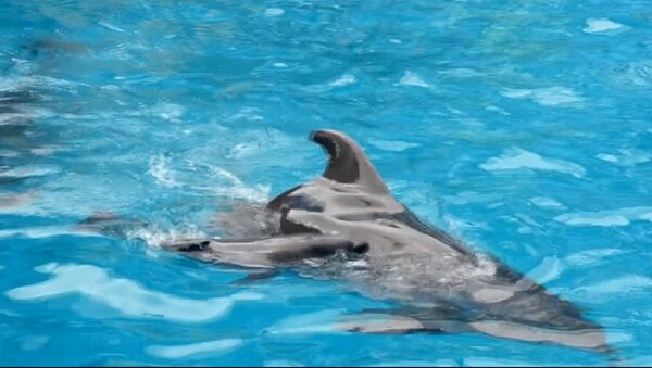 В одесском дельфинарии во время представления родился дельфиненок - Sputnik Молдова