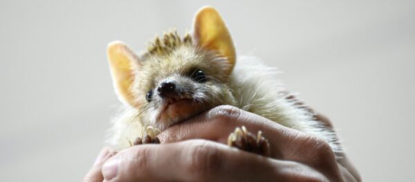 День ежа в Екатеринбургском зоопарке - Sputnik Молдова