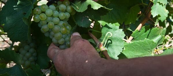 Vinhøst på Krim Vinhøst på Krim - Sputnik Молдова