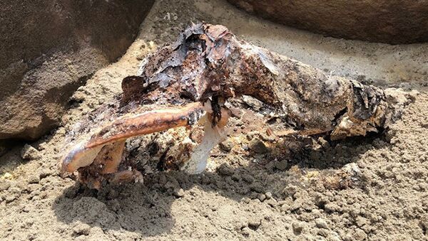 Древняя мумия в зоне затопления Саяно-Шушенской ГЭС - Sputnik Молдова