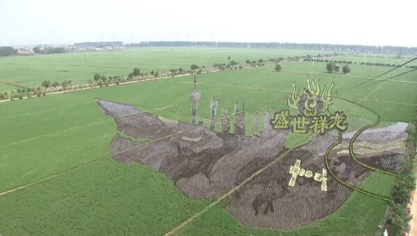Китайские фермеры создают удивительные рисунки на рисовых полях - Sputnik Молдова
