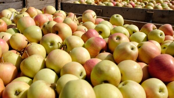 Урожай яблок, архивное фото.  - Sputnik Молдова