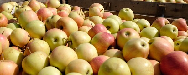 Урожай яблок, архивное фото.  - Sputnik Молдова