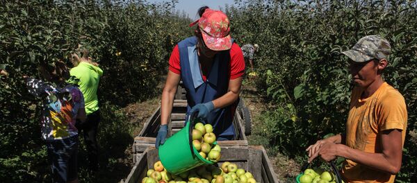 Уборка урожая яблок - Sputnik Молдова