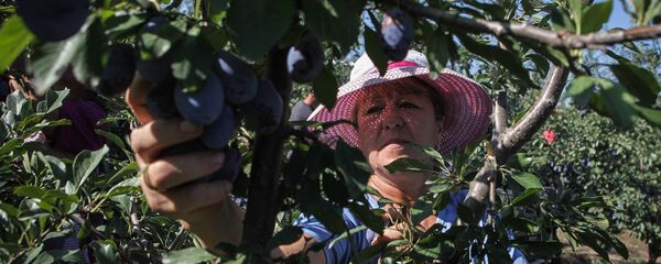 Femeile de la sate din Rusia vor munci mai puțin Femeile de la sate din Rusia vor munci mai puțin - Sputnik Moldova