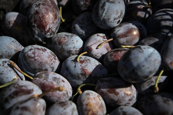 Пока вы спали: авианалет на Сирию, прикол пранкеров, наша слива для Германии - Sputnik Молдова