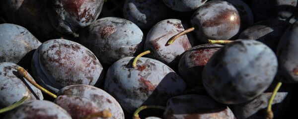 Слива - Sputnik Moldova