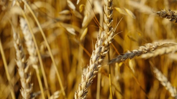 Пшеничное поле - Sputnik Молдова