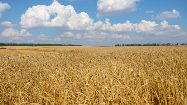 Пшеничное поле - Sputnik Moldova