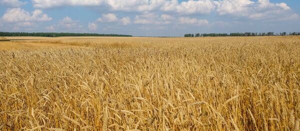 Пшеничное поле - Sputnik Молдова