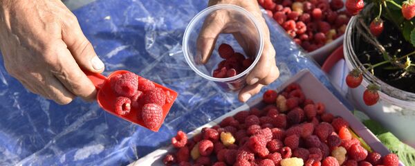 Малина - Sputnik Молдова