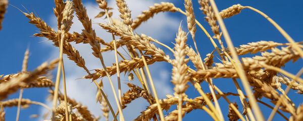 Пшеничное поле Пшеничное поле - Sputnik Молдова