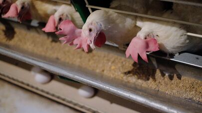 Птицефабрика