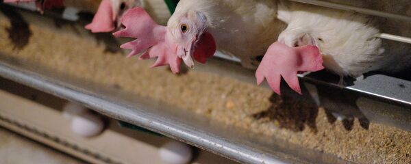 Птицефабрика - Sputnik Moldova