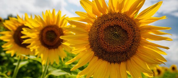 Подсолнух - Sputnik Молдова