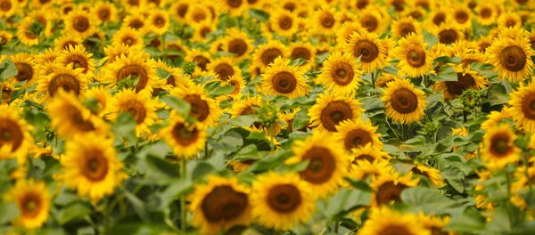 Подсолнух - Sputnik Молдова