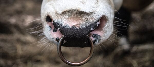 Bovină - Sputnik Moldova