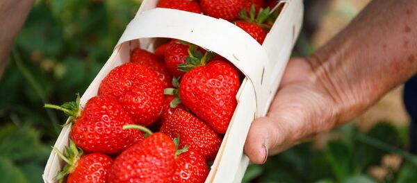 Сбор урожая клубники - Sputnik Молдова