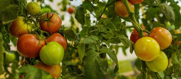 Помидоры - Sputnik Moldova