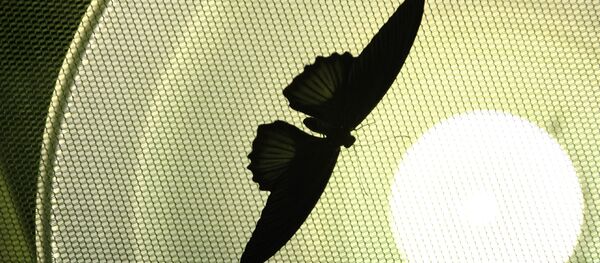 Парк бабочек открылся в Екатеринбурге - Sputnik Moldova-România