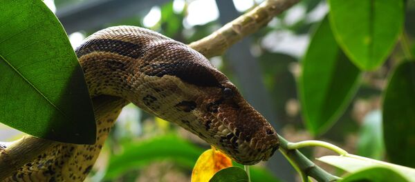 Python - Imagine Simbol - Sputnik Moldova