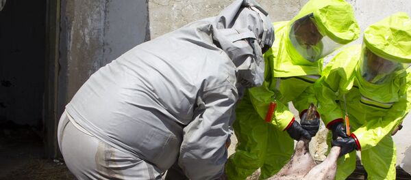 Учения по профилактике африканской чумы - Sputnik Молдова