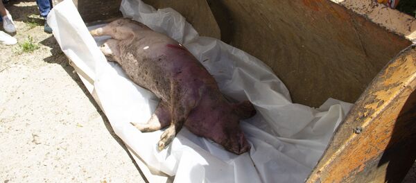 Учения по профилактике африканской чумы - Sputnik Moldova-România