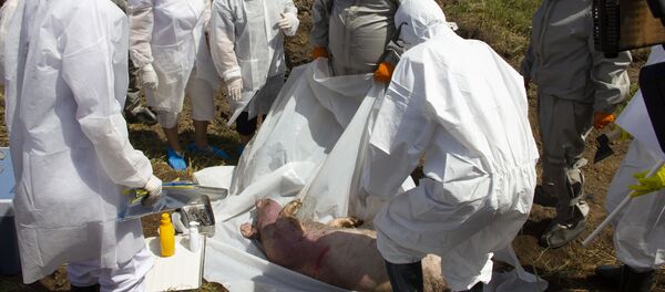 Учения по профилактике африканской чумы - Sputnik Moldova-România