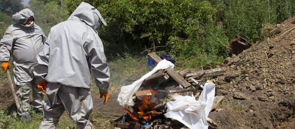 Учения по профилактике африканской чумы - Sputnik Молдова