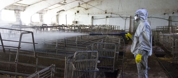 Учения по профилактике африканской чумы Учения по профилактике африканской чумы - Sputnik Moldova-România