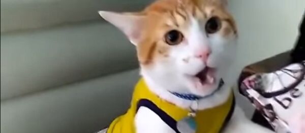 Кот кричит ГОООЛ! - Sputnik Молдова