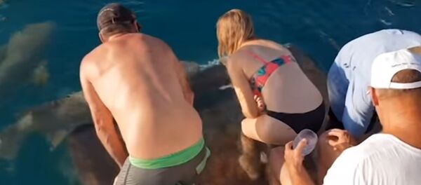 Акула стащила женщину в воду Акула стащила женщину в воду - Sputnik Молдова