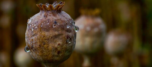 Мак - Sputnik Молдова