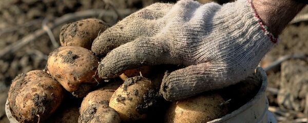 Картофель - Sputnik Молдова