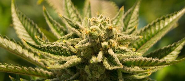 Конопля - Sputnik Молдова