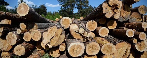 Лесозаготовка - Sputnik Молдова