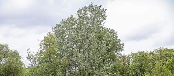 Деревья - Sputnik Moldova