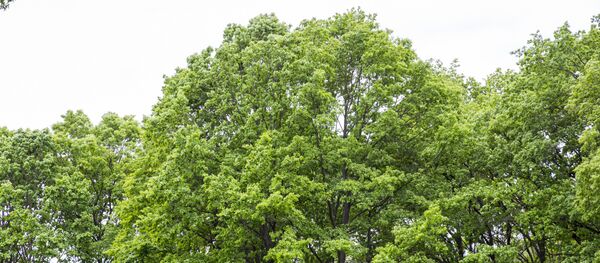 Деревья - Sputnik Moldova