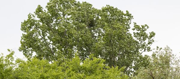 Деревья Деревья - Sputnik Молдова