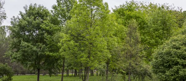 Деревья Деревья - Sputnik Moldova