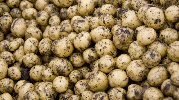 Урожай картофеля, архивное фото. - Sputnik Молдова