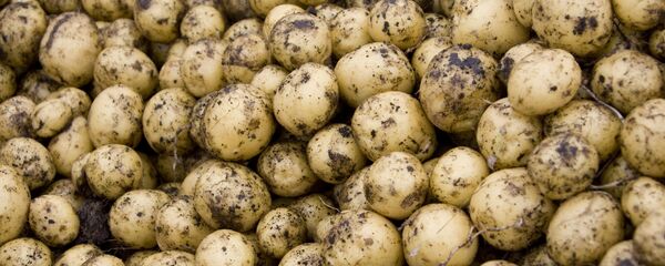 Урожай картофеля, архивное фото. Урожай картофеля, архивное фото. - Sputnik Молдова