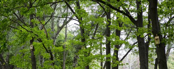 Скворечники - Sputnik Moldova