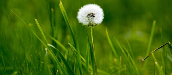 Одуванчик - Sputnik Moldova