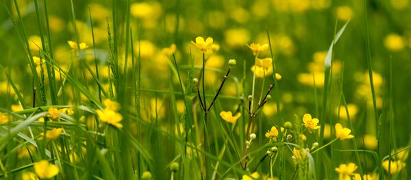 Цветы - Sputnik Moldova