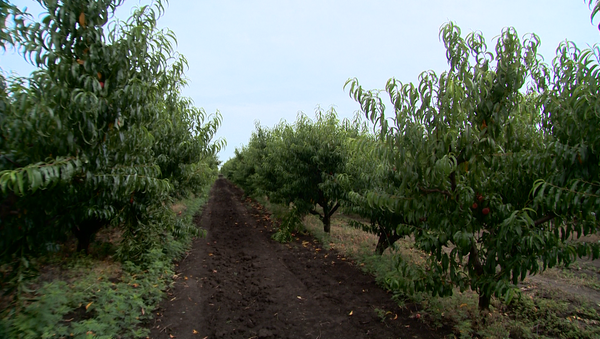 Садоводы района Каушаны выкорчевывают персиковые сады - Sputnik Молдова