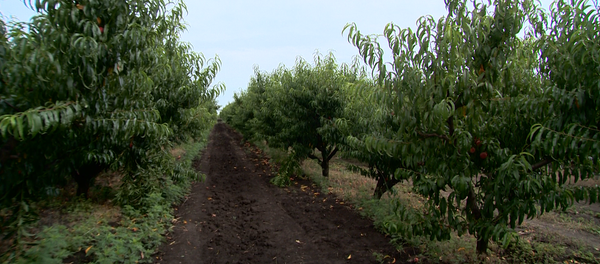 Садоводы района Каушаны выкорчевывают персиковые сады Садоводы района Каушаны выкорчевывают персиковые сады - Sputnik Молдова