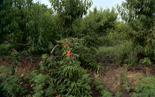 Садоводы района Каушаны выкорчевывают персиковые сады - Sputnik Молдова