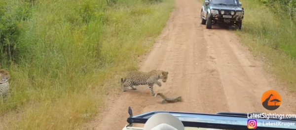 Хлестал хвостом — схватку леопарда и варана сняли на видео - Sputnik Молдова